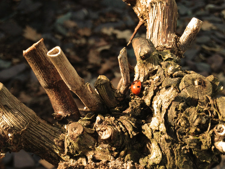 Biodynamische wijnen. Ribbens Global Wines is altijd op zoek naar wijnmakers die met veel respect voor de natuur hun wijnen maken.